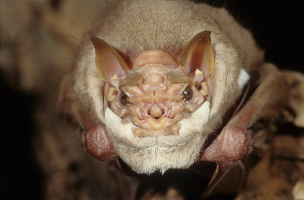 A male wrinkle faced bat with his mask up. AKA, sexy.